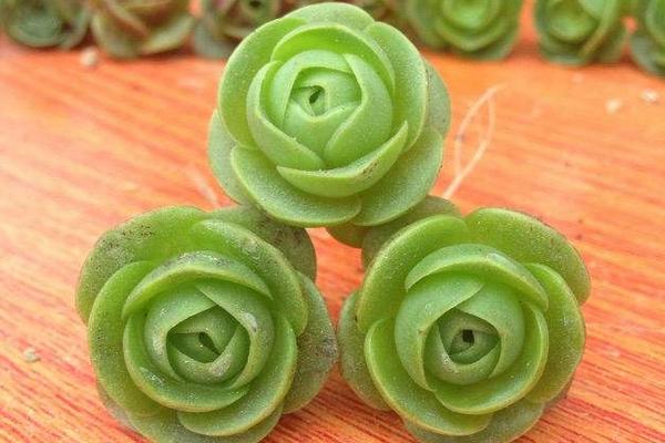 山地玫瑰怎么換盆 多肉植物山地玫瑰澆水注意事項