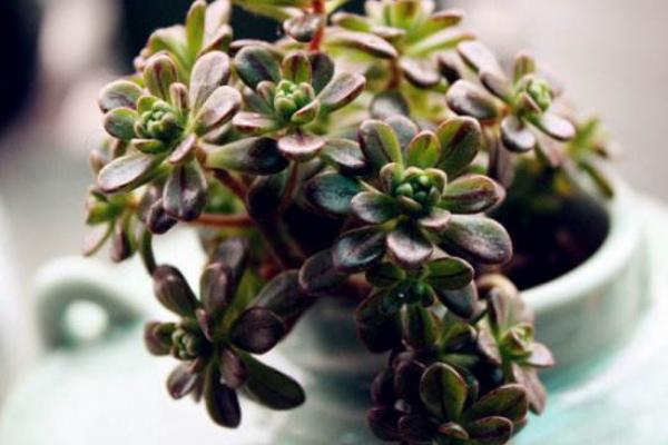 小人祭多肉扦插繁殖方法 小人祭掉葉子的原因及處理方法