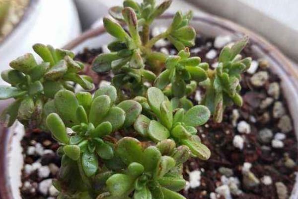 小人祭多肉扦插繁殖方法 小人祭掉葉子的原因及處理方法