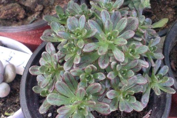 小人祭多肉扦插繁殖方法 小人祭掉葉子的原因及處理方法