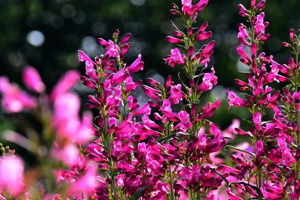 釣鐘柳的種植方法與注意事項 釣鐘柳的繁殖方法