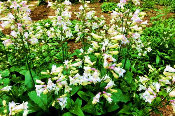 釣鐘柳的種植方法與注意事項 釣鐘柳的繁殖方法