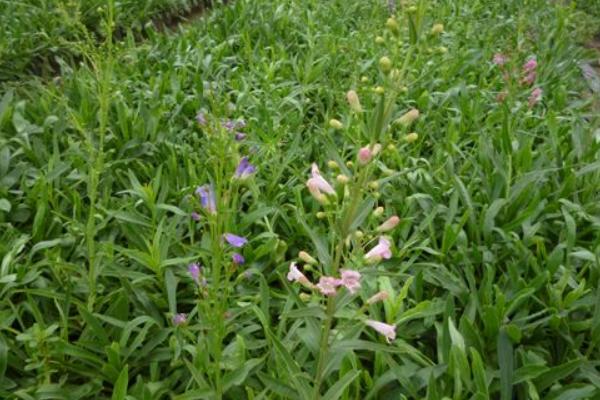 釣鐘柳的種植方法與注意事項 釣鐘柳的繁殖方法