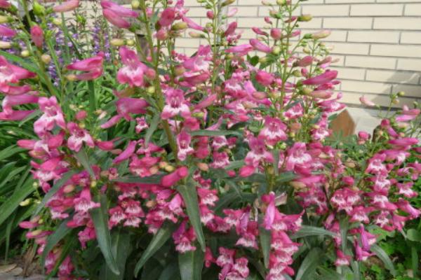 釣鐘柳的種植方法與注意事項 釣鐘柳的繁殖方法