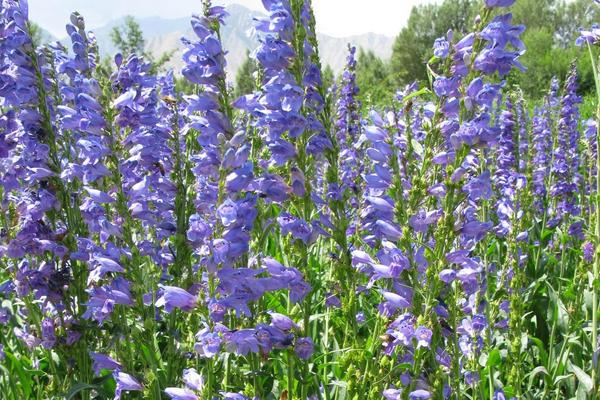 釣鐘柳的種植方法與注意事項 釣鐘柳的繁殖方法