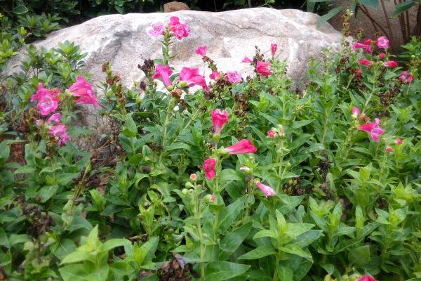 釣鐘柳的種植方法與注意事項 釣鐘柳的繁殖方法