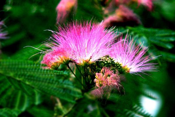 合歡花種子市場價格多少錢一斤 合歡花的種植技術