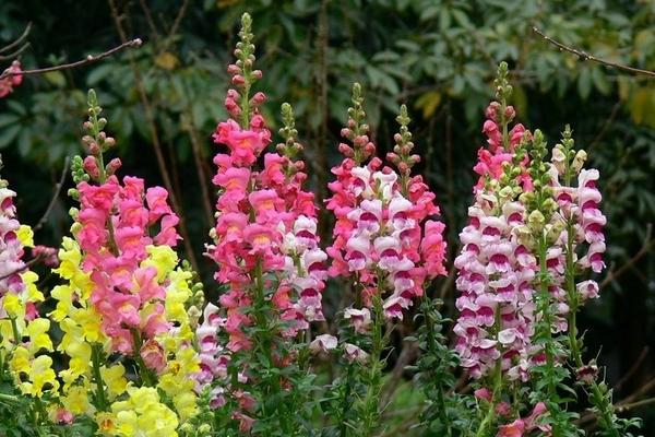 金魚草種子市場價格多少錢一斤 金魚草種子怎么種