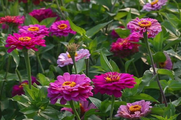 百日草圖片大全 百日草花語及寓意 百日草有哪些品種