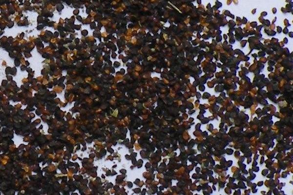 金魚草種子市場價格多少錢一斤 金魚草種子怎么種