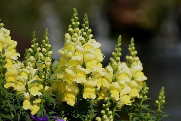 金魚草種子市場價格多少錢一斤 金魚草種子怎么種