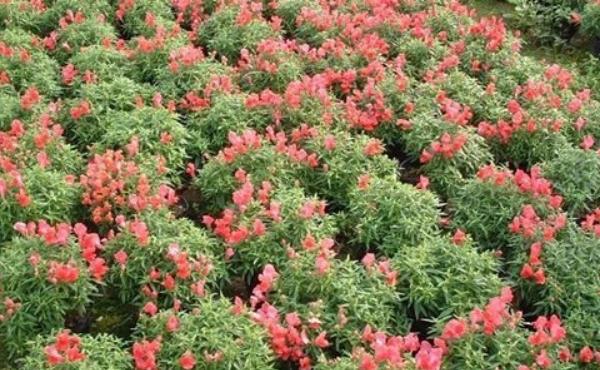 金魚草種子市場價格多少錢一斤 金魚草種子怎么種