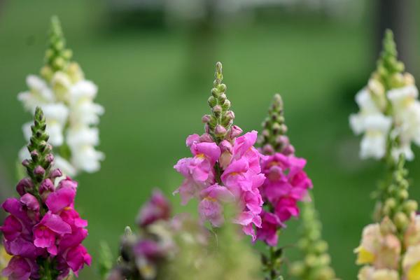 金魚草種子市場價格多少錢一斤 金魚草種子怎么種