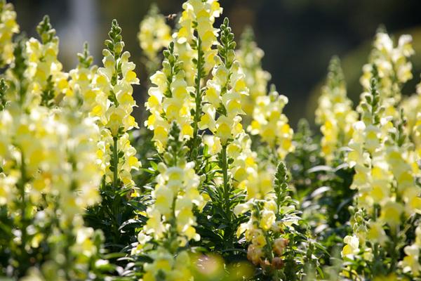 金魚草種子市場價格多少錢一斤 金魚草種子怎么種