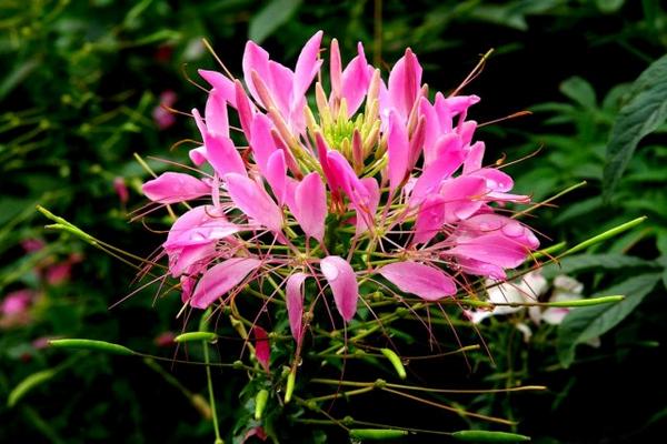 醉蝶花作用與市場價值 醉蝶花的繁殖方法