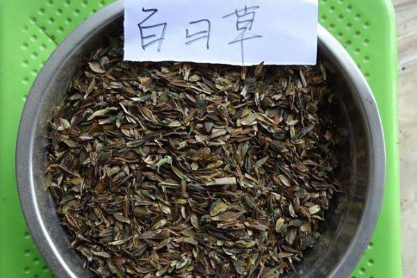 百日草種子市場價格多少錢一斤 百日草種子怎么種