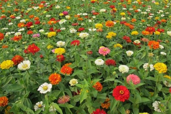 百日草種子市場價格多少錢一斤 百日草種子怎么種