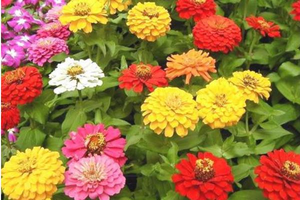 百日草種子市場價格多少錢一斤 百日草種子怎么種
