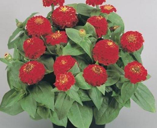 百日草種子市場價格多少錢一斤 百日草種子怎么種