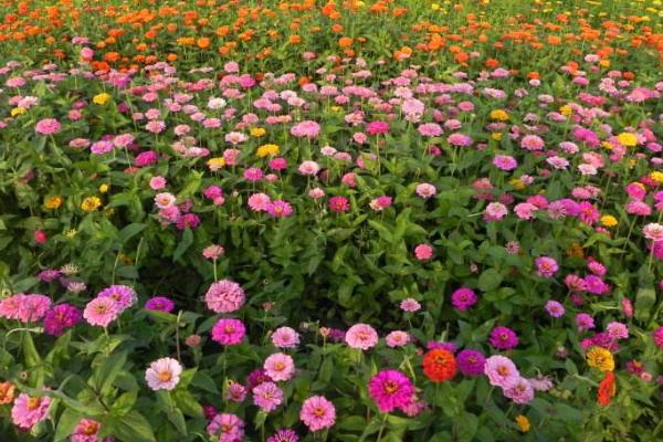 百日草種子市場價格多少錢一斤 百日草種子怎么種