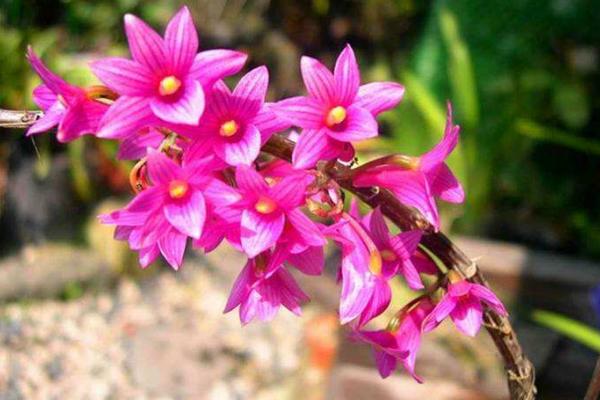 紅花石斛圖片大全 紅花石斛是什么品種