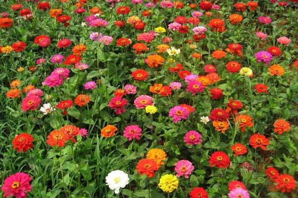 百日草種植方法與注意事項 百日草的水肥養護