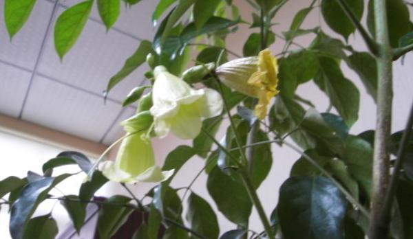 綠元寶圖片大全 綠元寶花語及寓意