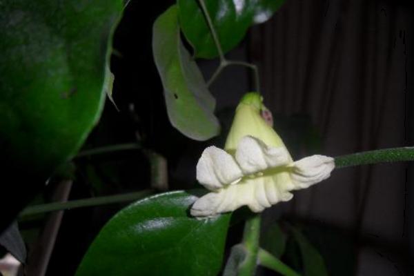 綠元寶圖片大全 綠元寶花語及寓意