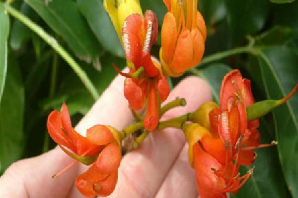 綠元寶圖片大全 綠元寶花語及寓意