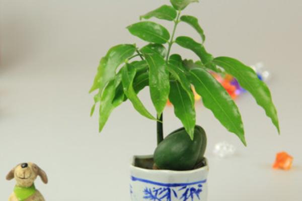 綠元寶圖片大全 綠元寶花語及寓意