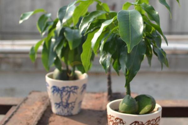 綠元寶圖片大全 綠元寶花語及寓意