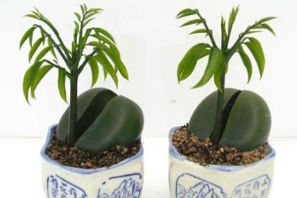 綠元寶圖片大全 綠元寶花語及寓意