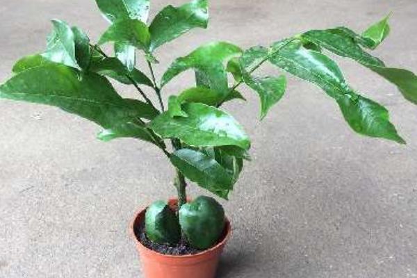 綠元寶圖片大全 綠元寶花語及寓意