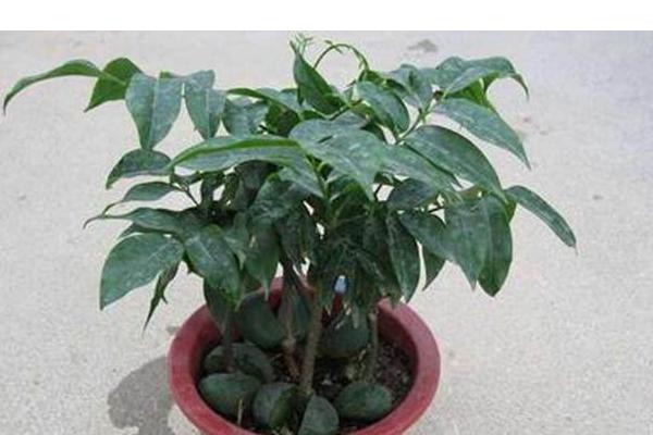 綠元寶圖片大全 綠元寶花語及寓意