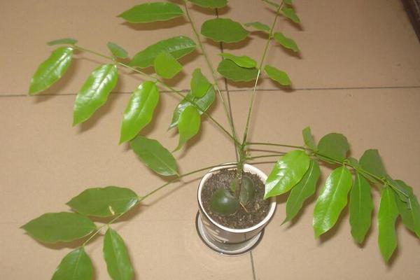 綠元寶圖片大全 綠元寶花語及寓意