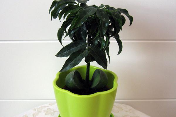 綠元寶圖片大全 綠元寶花語及寓意