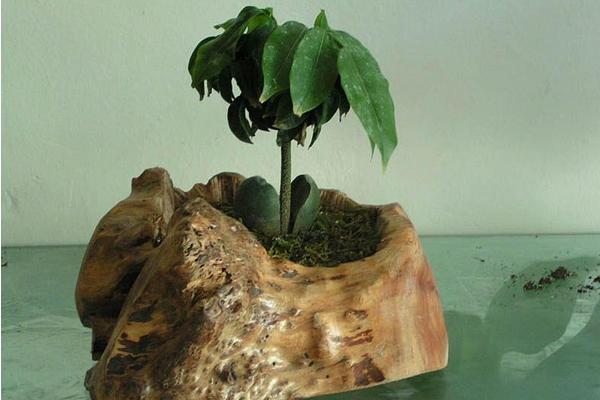 綠元寶怎么養 綠元寶養殖方法與注意事項