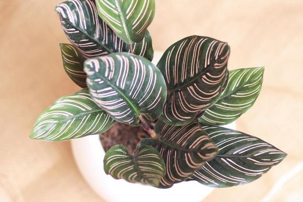 雙線竹芋圖片大全 雙線竹芋花語及寓意