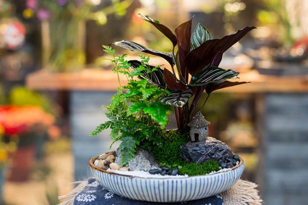 雙線竹芋怎么養 雙線竹芋的養殖方法和注意事項