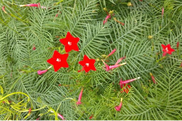 蔦蘿播種方法與時間 蔦蘿繁殖方法