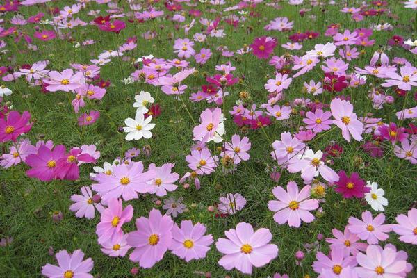 波斯菊什么時候播種（幾月） 波斯菊怎么摘心（圖解方法）