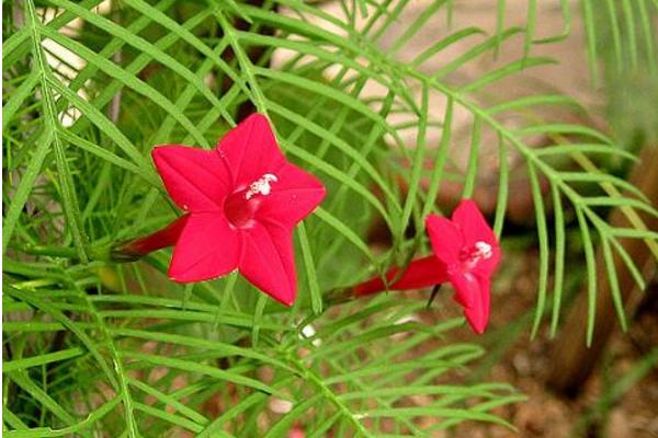 蔦蘿怎么種 蔦蘿種植方法與注意事項