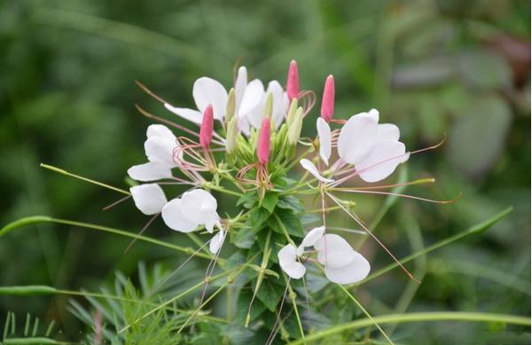 醉蝶花有毒嗎 醉蝶花能放在家庭臥室嗎
