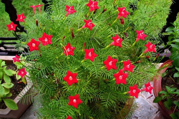 蔦蘿怎么種 蔦蘿種植方法與注意事項