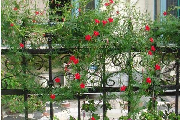 蔦蘿怎么種 蔦蘿種植方法與注意事項