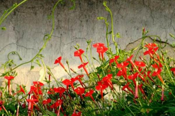 蔦蘿怎么種 蔦蘿種植方法與注意事項