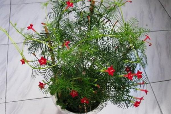 蔦蘿怎么種 蔦蘿種植方法與注意事項