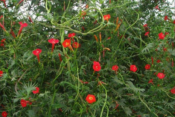 蔦蘿怎么種 蔦蘿種植方法與注意事項