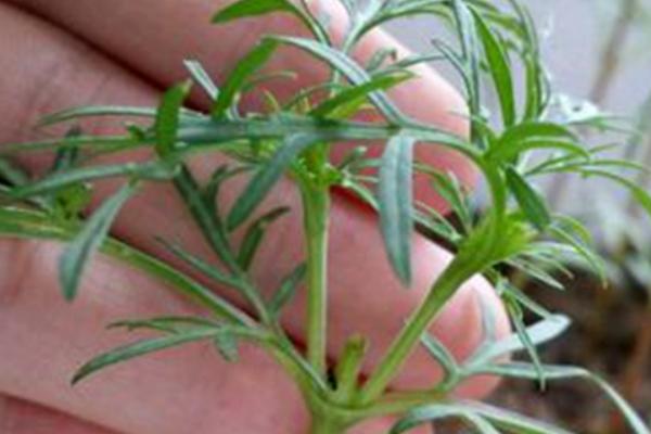 波斯菊什么時候播種(幾月) 波斯菊怎么摘心(圖解方法)