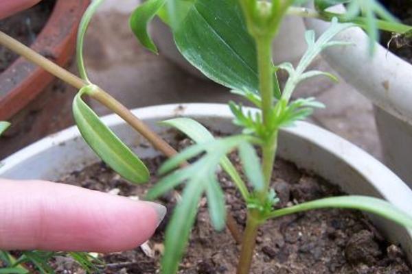 波斯菊什么時候播種(幾月) 波斯菊怎么摘心(圖解方法)